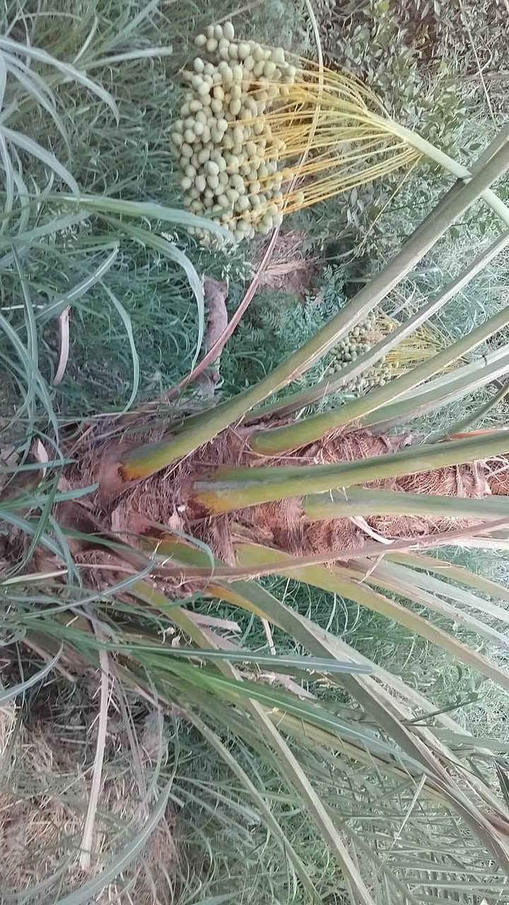 برحي حر ٣ فسائل البيع 
السعر الوحده ٢٥٠ قفل 
بالمصلحيه 
***********
