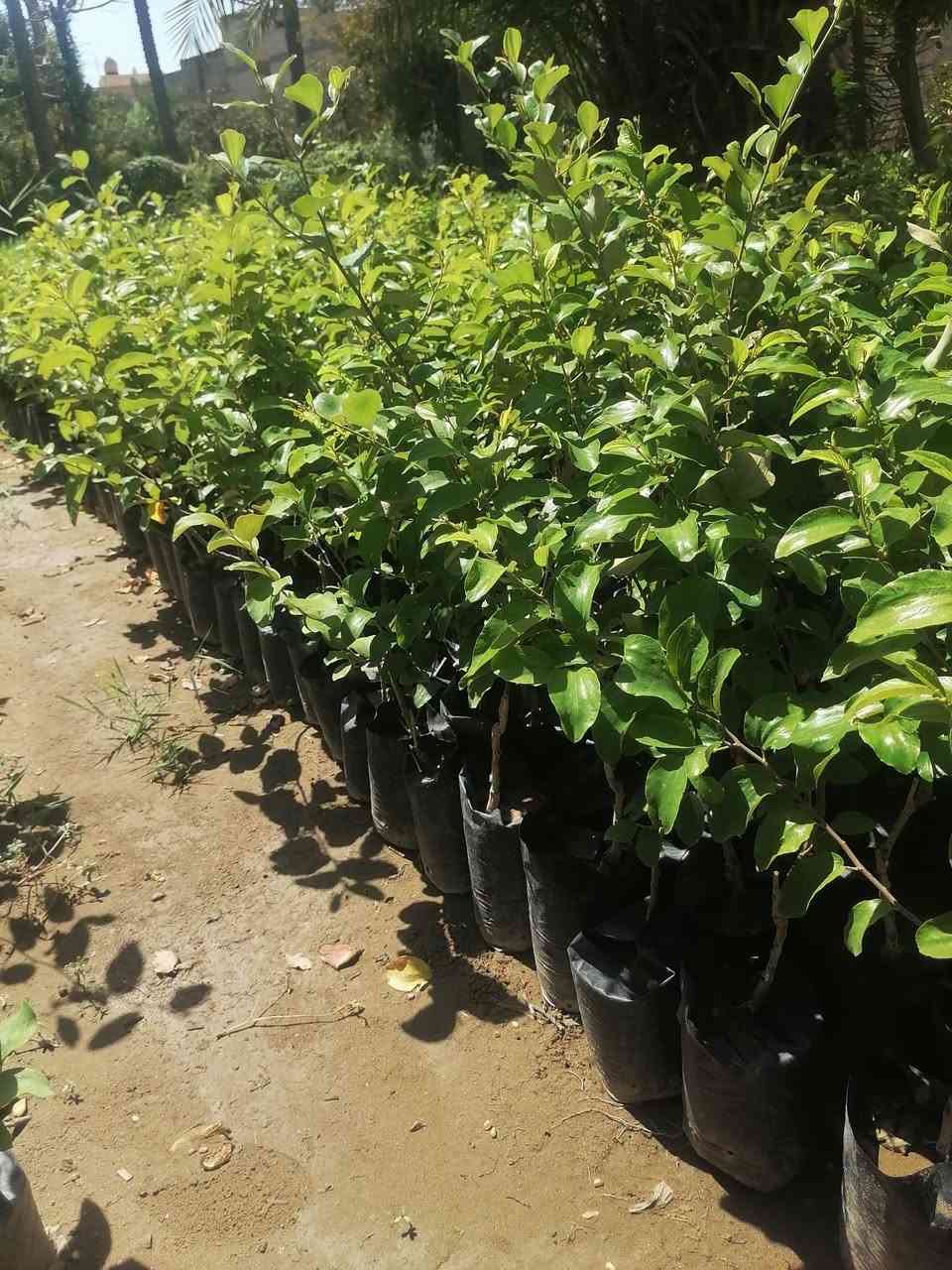 متوفر شتلات سدر مطعم تفاحي جيس
بغداد كريعات
جمله فقط ***********
