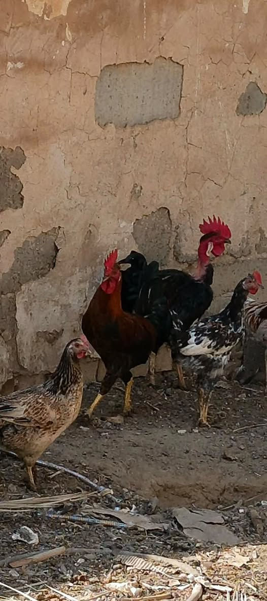 متاح ديوجة مكلف اتصل ع رقم مكلف ‭***********‬
