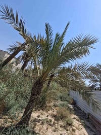 اركيـلة • بريم نشوه • بصرة ابو الخصيب