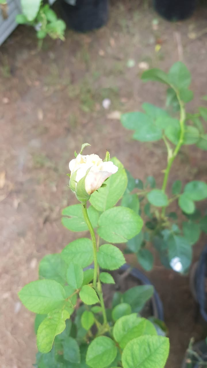 جوري عراقي • عطري • دائمي