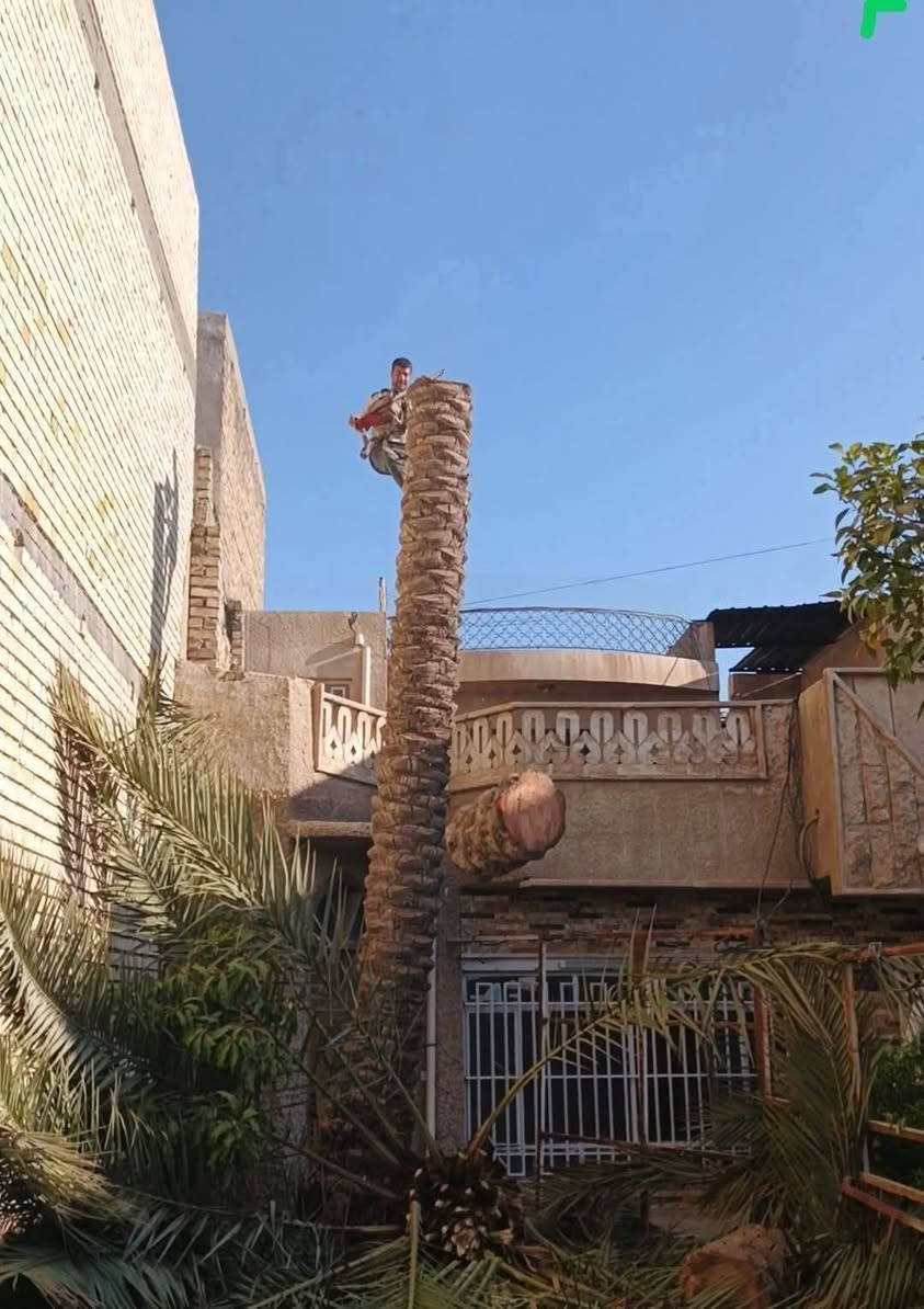 السلام عليكم كادر مختص لتنظيف وتكريب النخيل وقلع
النخيل الموازيه للبيوت واسلاك الكرهباء لتواصل ***********@
