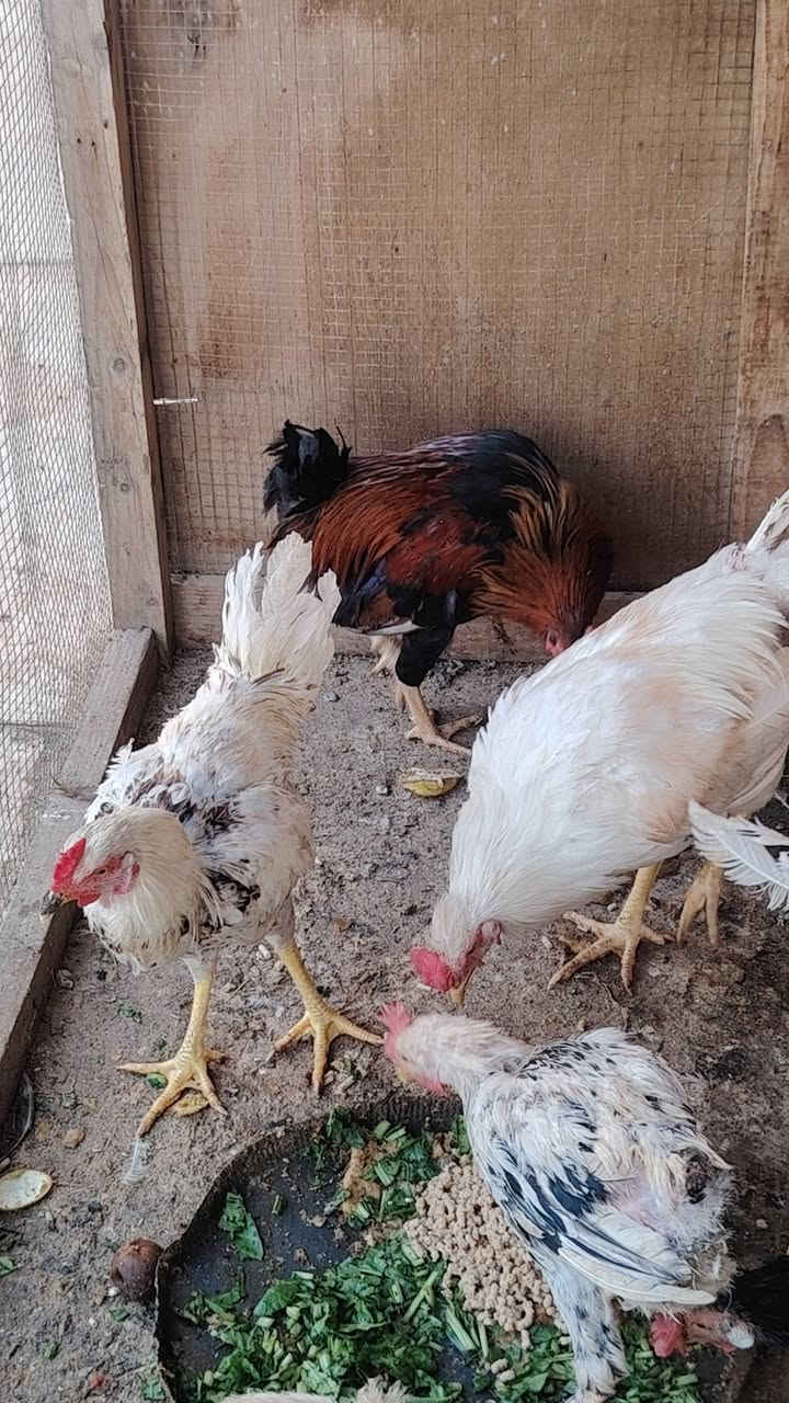 ١٠ ديوك • شالع • تكريت