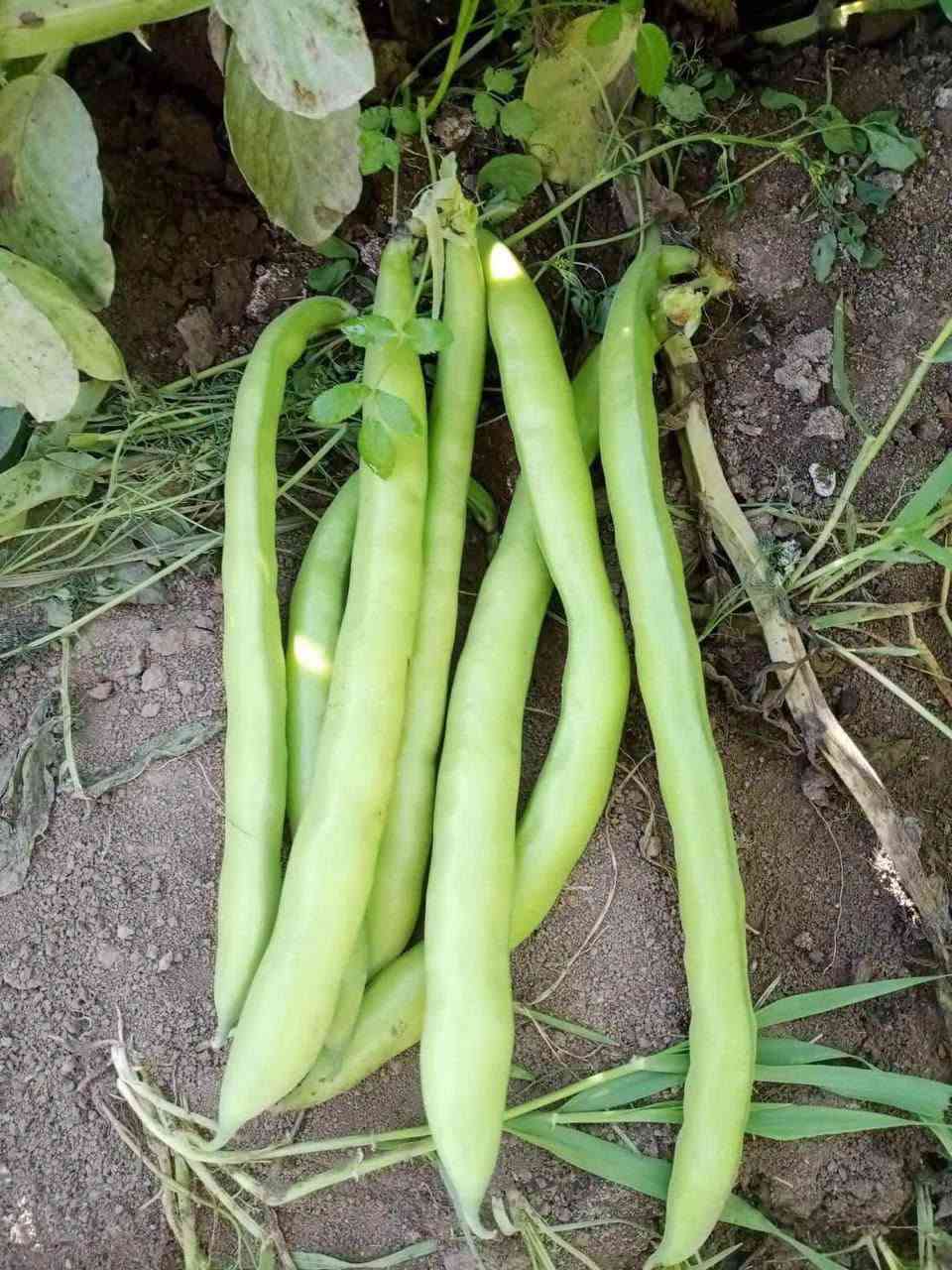 🌱 بذور باقلاء هولندية ممتازة! 🌱
​المواصفات الفنية للمنتج:
​الشركة والعلامة التجارية: Bio Verde (Bio Verde Seeds)
​الصنف: أكوادولس - قرون طويلة جداً (AQUADULCE Extra-Long Pod)
​المنشأ: هولندا (Holland)
​تاريخ التعبئة: 7 / 2026
​نسبة الإنبات (Germination): لا تقل عن 85%
​نسبة النقاء (Purity): لا تقل عن 99%
​المعاملة (Treatment): مسبورة ومُعاملة بالمبيد الفطري (Metalaxyl-M) لحماية البذور
​الوزن: 5 كغم
​رقم التشغيلة (Lot Number): 26.20.01/01
​📞 للاتصال والاستفسار: ***********
💬 للتواصل عبر الواتساب: ***********
