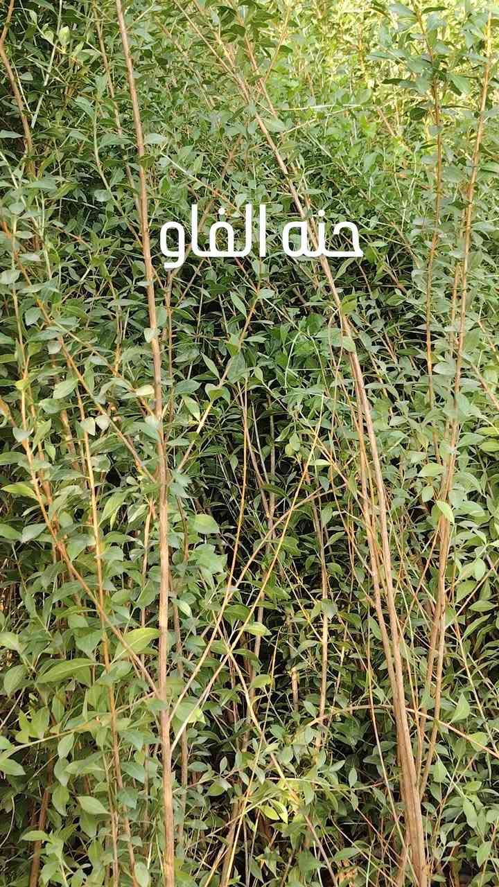 مشتل الأخوين • جوري عطري • ياسمين متسلق