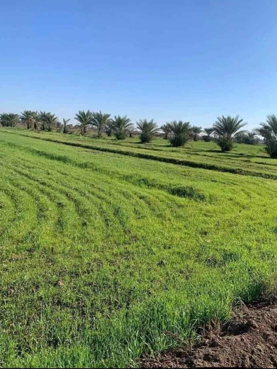 اخويه العزيز جايبلك عرض ابد ميضيع ✅
جايبلك 5 دوانم سعرهن كلهن ب 35 فرصه ذهبيه
يعني ال 5 دوانم شلعه ب 35 مليون فقط تواصل 
*********** متوفر واتساب بلأرقمام التاليه
 طابو سند 25 اصولي على شارع 10 مترات وواجهيه
الدونم الواحد 50×50 مربع منطقة امينه وسكينه
وزراعيه العنوان تاجي مقابيل مدينه سبع البور 
منطقة الشيخ عامر بلعيساويه خلف السور كامله
خدمات تفتر المنطقة كلهه وما تلگه بهيج سعر
والارض طابو سند 25 فتح بيان بأسم المشتري
 تواصل واتساب متوفر بلرقم *********** ✅
