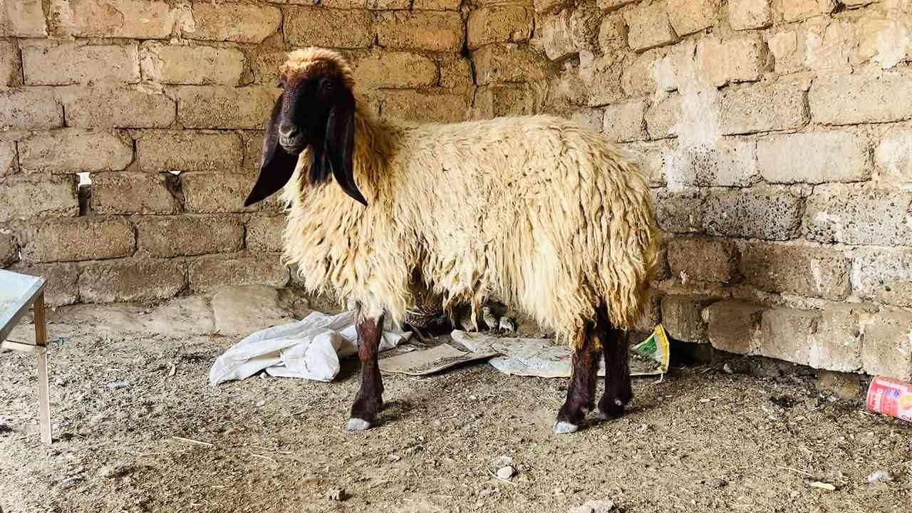 دجة حمدانيه • خشنه • العلم سمره