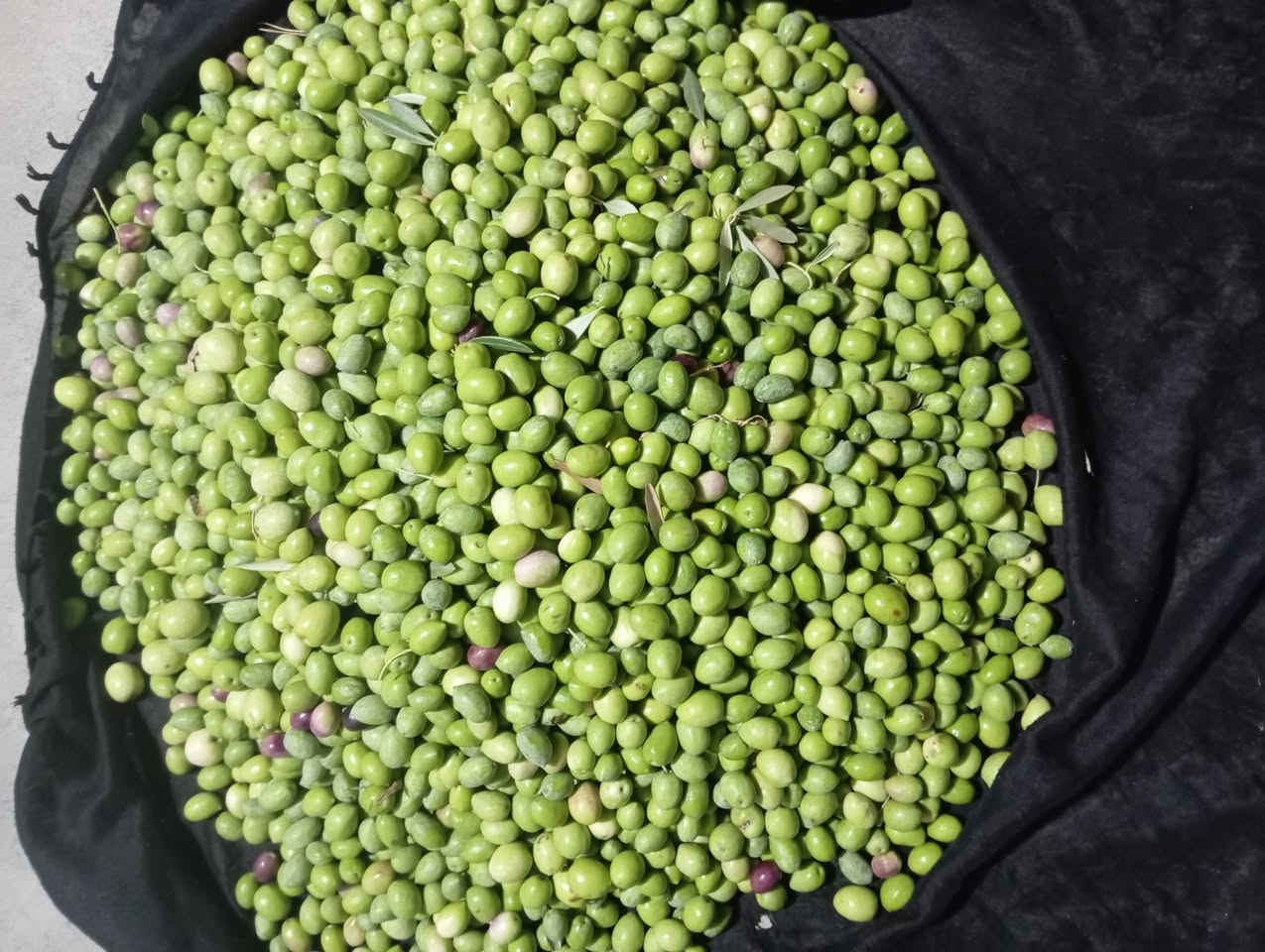 کیلۆ • تازە • جوان