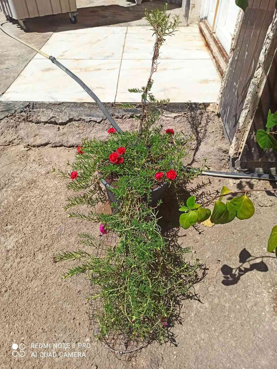 يالله متوفر حاليا ورد الصباح عراقي الوان مختلفه احجام مختلفه مكان كربلاء يوجد توصيل داخل كربلاء فقط تصوير اليوم الحجز ع خاص او وتساب ***********
