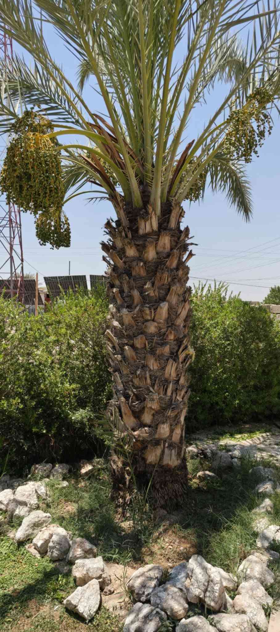 🌲🌿   كادر 🌴🌴

تكريب وتنظيف نخيل.

قلع فسائل بطريقة متقنه ومهنيه.

زراعة فسائل.

للتواصل:***********

#زراعة #نخيل #كركوك
