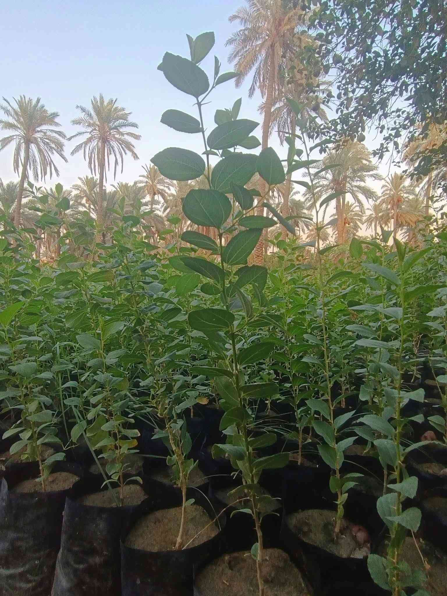 سدر حشري • جاهز للتطعيم • حله المچرية