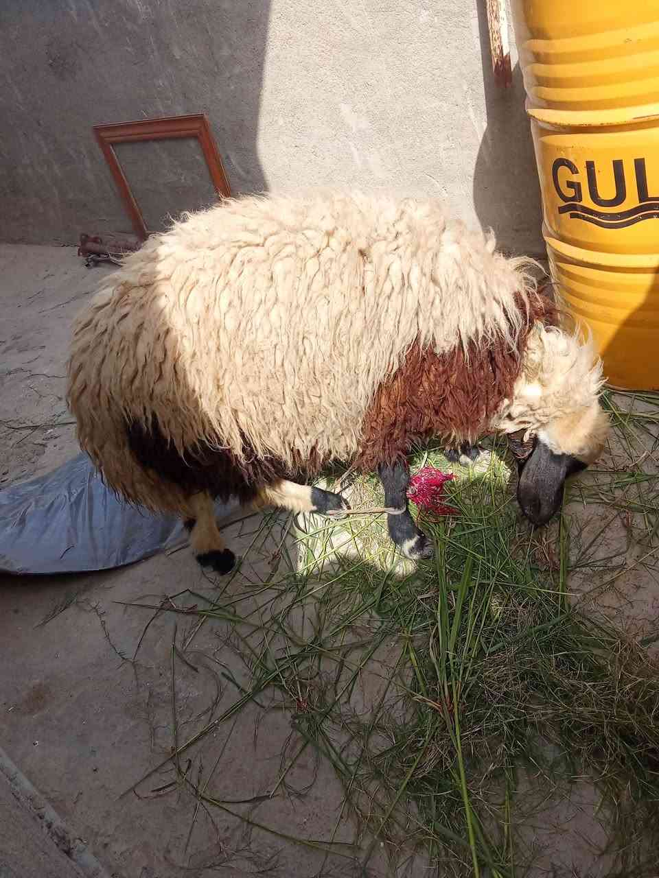 رخصة كروب فطيمة • ١٠ أشهر • بغداد تاجي شط