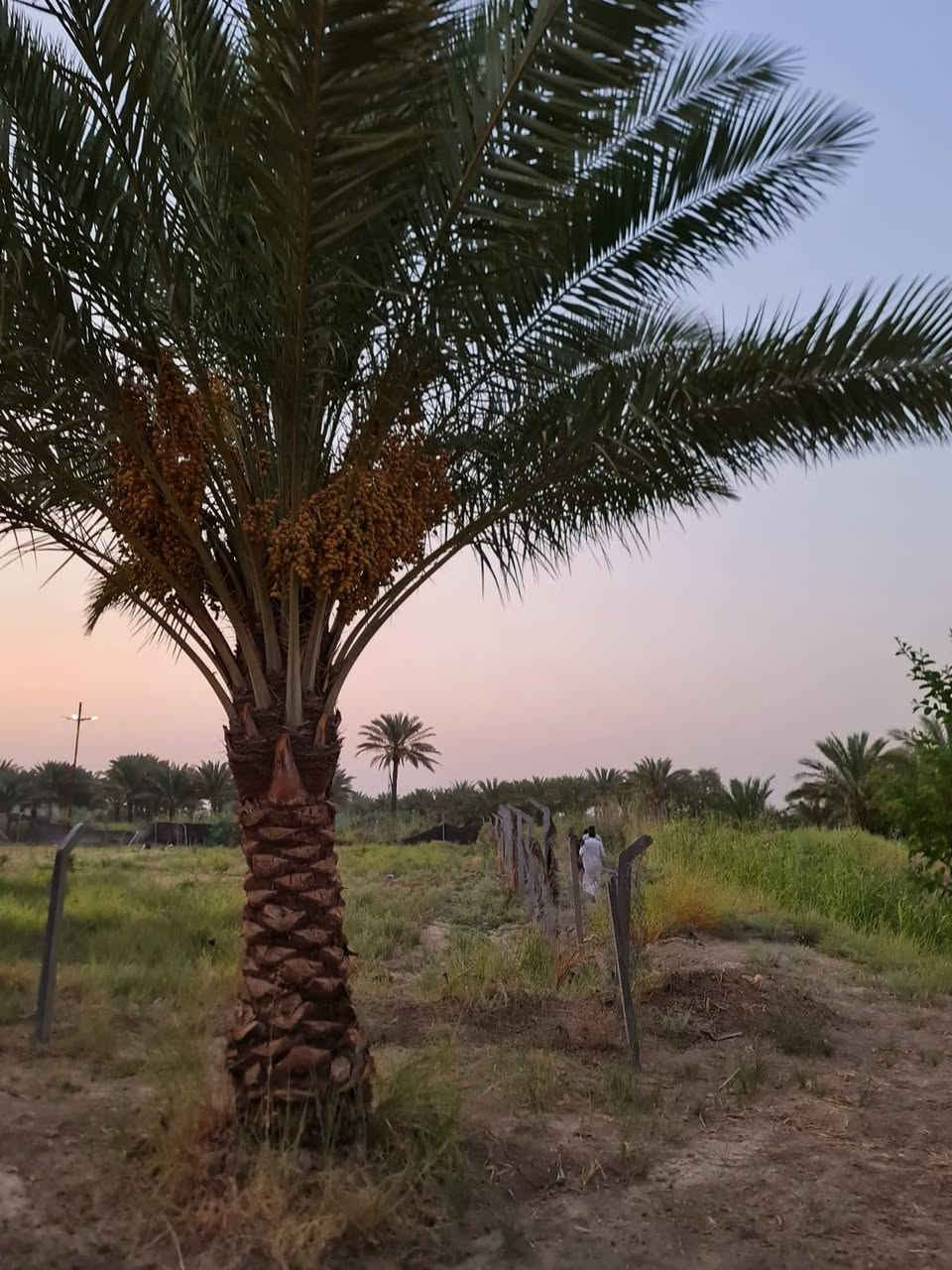 بستان مساحه دونم عنوان الارض خلف جامعه بابل خدمات كلها اباب الارض وسعر مناسب وطابو سند 25 بسمي احولك سند بسمك *********** يبعد عن طريق حله نجف 2000متر
مرخصة الادمن
