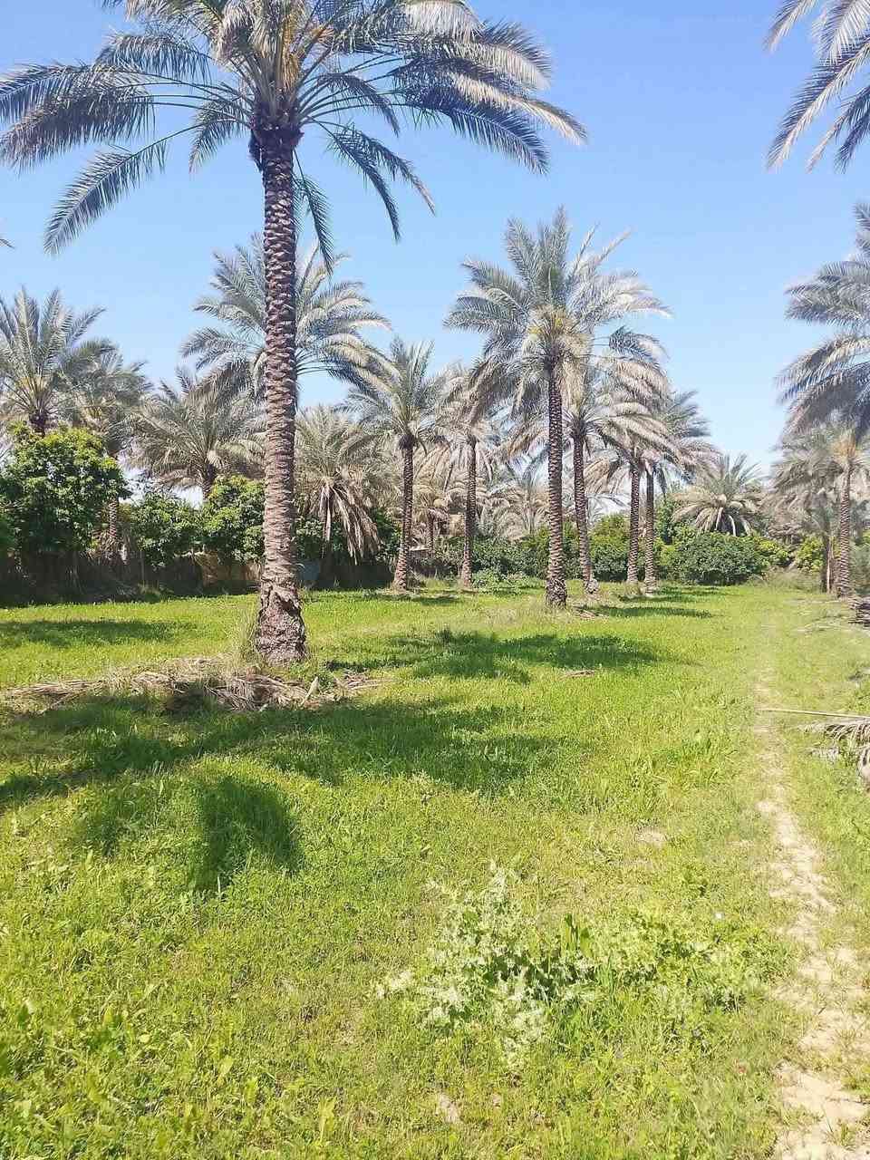 السلام علیکم اليوم🌆چايبيلكم
عرض في منطقه 🌉العيساوية
كاما خدماد
ماء✅
كهرباء✅
منطقة 🏙
هادئة✅
تلاثين دونم 💦
الدونم بعشرة _ وبي مچال✅
لاستفسار اكثر علی الرقام التاليا 
***********هاتف 📞
***********يتوفر واتساب 📱
احمد ابوريان للعقار
