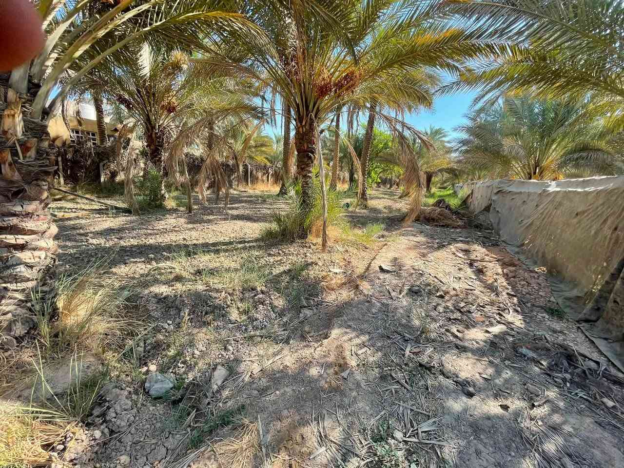 ارض للبيع المساحه 2150متر طابو 25 تحويل أسهم بأسم المشتري واجهه الارض 17متر الارض بستان كافة الخدمات ماء كهرباء تبعد عن شارع العام 100متر العنوان منطقة الزبيلية شارع الرابط تبعد عن سيطرة الإبراهيمية نص كيلو المزيد من المعلومات الاتصال على الرقم او المراسلة /*********** /📞***********سعره240مليون
