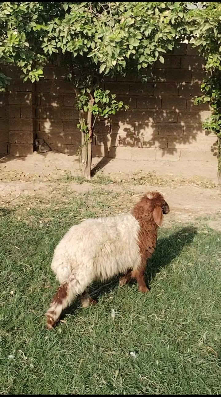 السلام عليكم بسم الله ما شاء الله
طلي فحل مال ربط للبيع  شرط النصاحه خير من الله السعر265

العنوان بغداد التاجي

***********  واتساب

***********  واتساب
