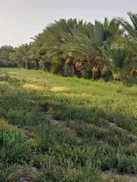 دونم ونص • طابو زراعي • ناحية النيل