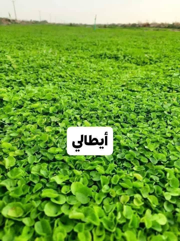 ***********

نص مكتوب في الصور:
- CAMON 30 23mm f/1.8 1/659s ISO53
- فرتسي
- إيطالي