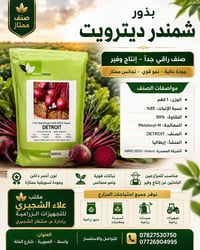 بذور شونذر • ديترويت • إنبات ٨٥٪
