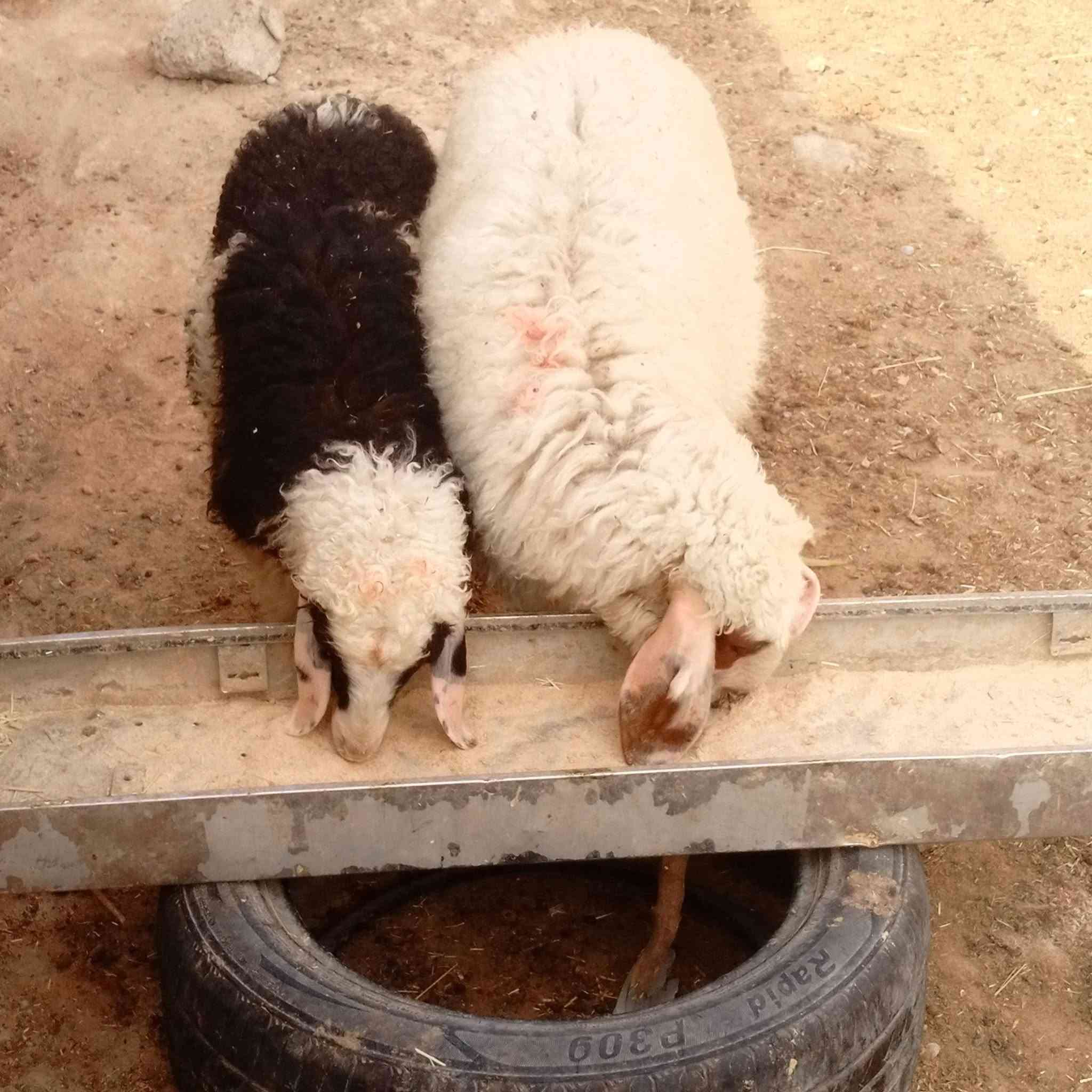 فطايم ٢ • سمان • خشنات