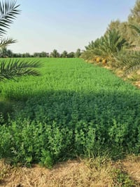 كربلاء طريق المنشاه • ٧ دونم • بيتين