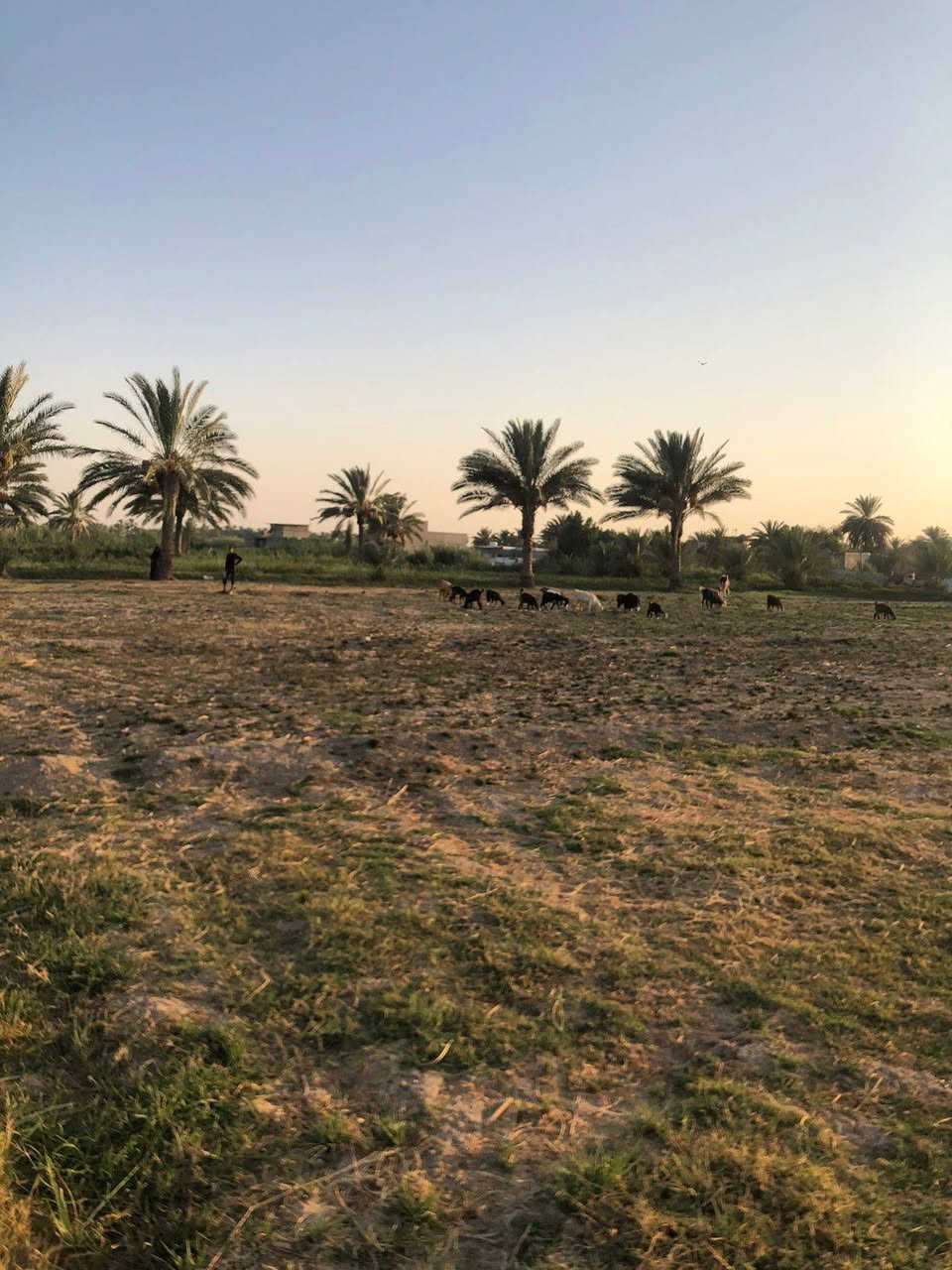 السلام عليكم
موجود دونم ونص
خلف سيد سهل
طابو زراعي سند ٢٥ مفوض بالطابو
القطعه بيها شارعين
كل شارع بيها ٥ متر عرضه
ماء اسأله وماء سقي
وكهرباء وطني ومولد تبعد عن الشارع التبليط تقريب ال ١٠٠ الئ ١٥٠ متر
للأستفسار أكثر الاتصال على الرقم
***********
