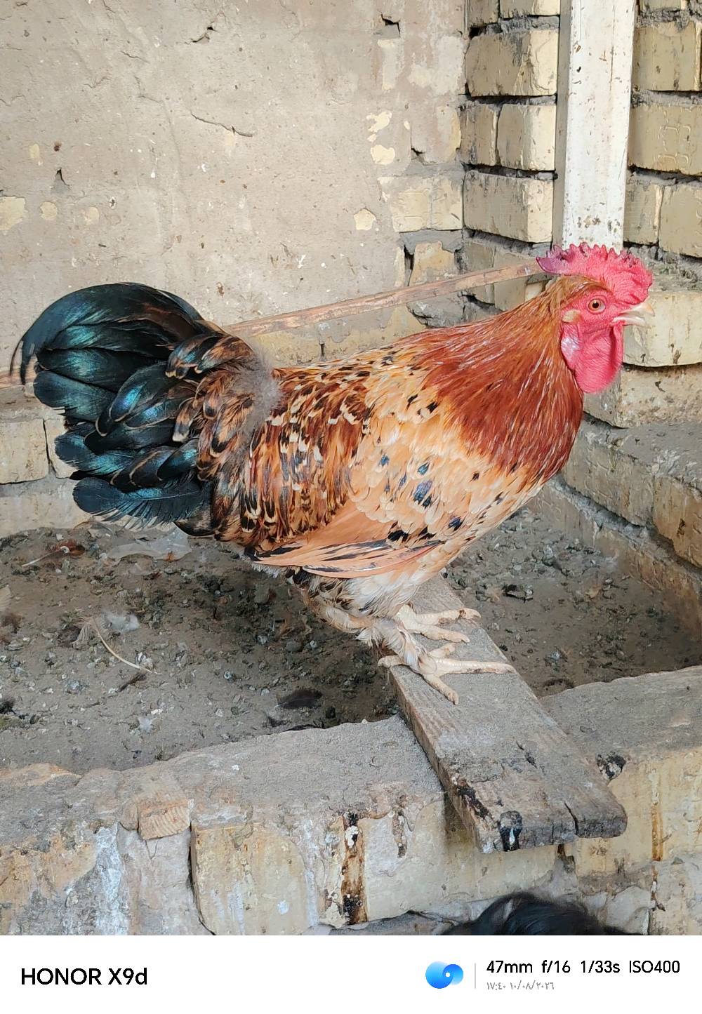 ديج كوجن • عمر أقل من سنة • بغداد الامين الثانيه