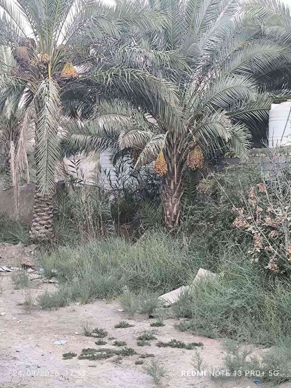 السلام عليكم قطعة أرض زراعي بستان 25 المساحه 300متر الواجهه 12ونزال 26 خلف حي عدنان شارع البو عبدالله نزلة سيد شاكر مقابيل الاستاذ علاء ضيدان تبعد عن شارع البو عبدالله 130متر تقريبا
للاستفسار مكتب اسوار المدحتية للعقارات مقابل السايلو حي الحور 
*********** أبو محمد
عمادابو نور***********

نص مكتوب في الصور:
- 24/09/2026 17:54 REDMI NOTE 13 PRO+ 5G
- 24/09/2026 17:58 REDMI NOTE 13 PRO+ 5G
- 24/09/2026 17:52 REDMI NOTE 13 PRO+ 5G
- 24/09/2026 17:53 REDMI NOTE 13 PRO+ 5G
- 24/09/2026 17:56
- REDMI NOTE 13 PRO+ 5G