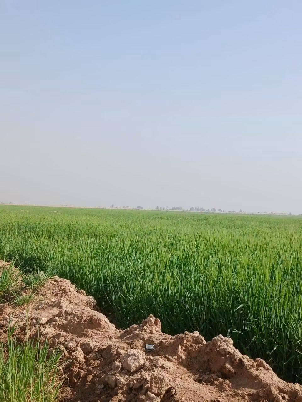 ارض زراعية • ١٠٠ دونم • النجف