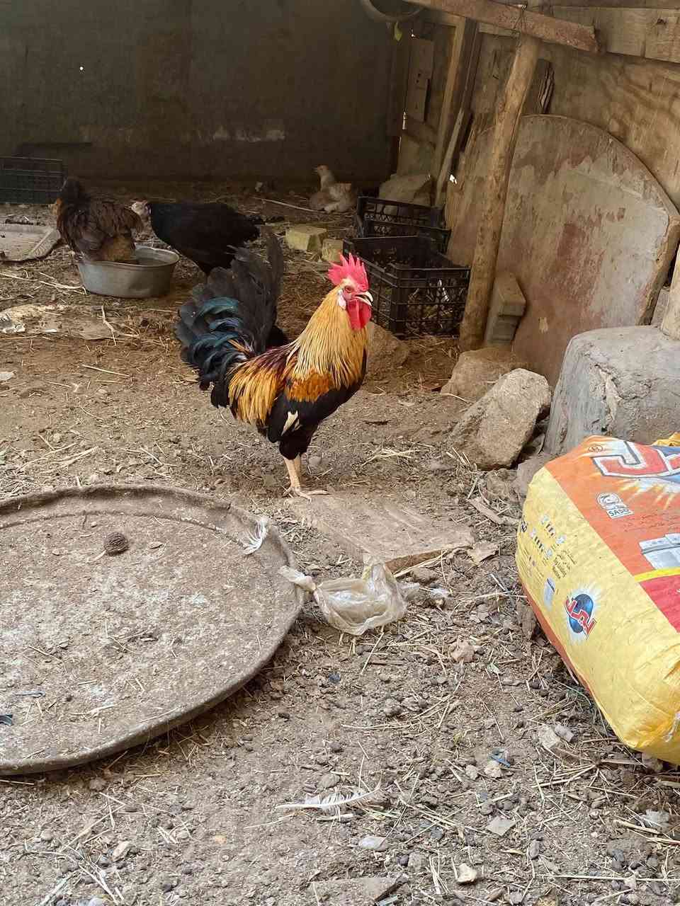 ديج عراقي • اطراف قصيره • بصره قرنه