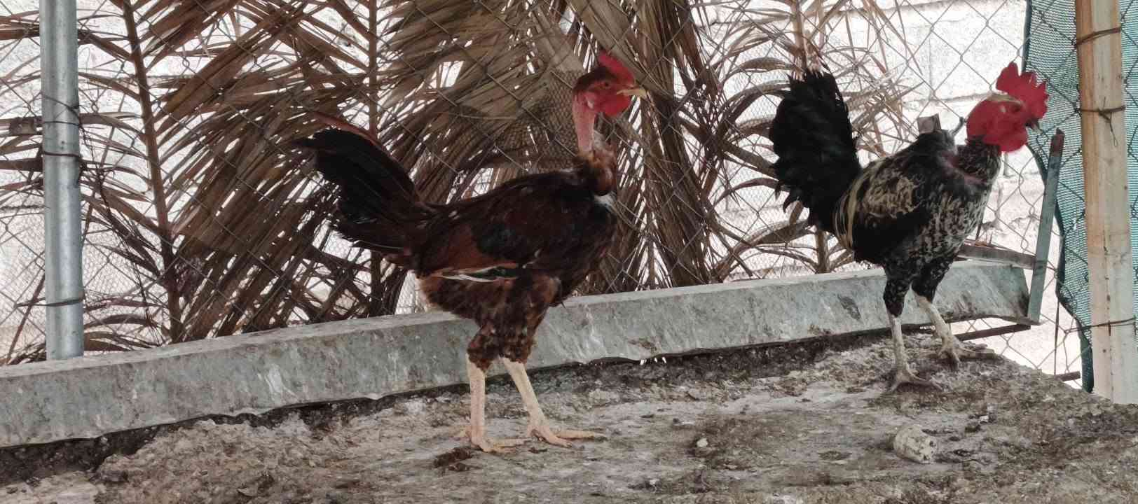 ديوكه عرب • شرط نصاحه • خوش حلال