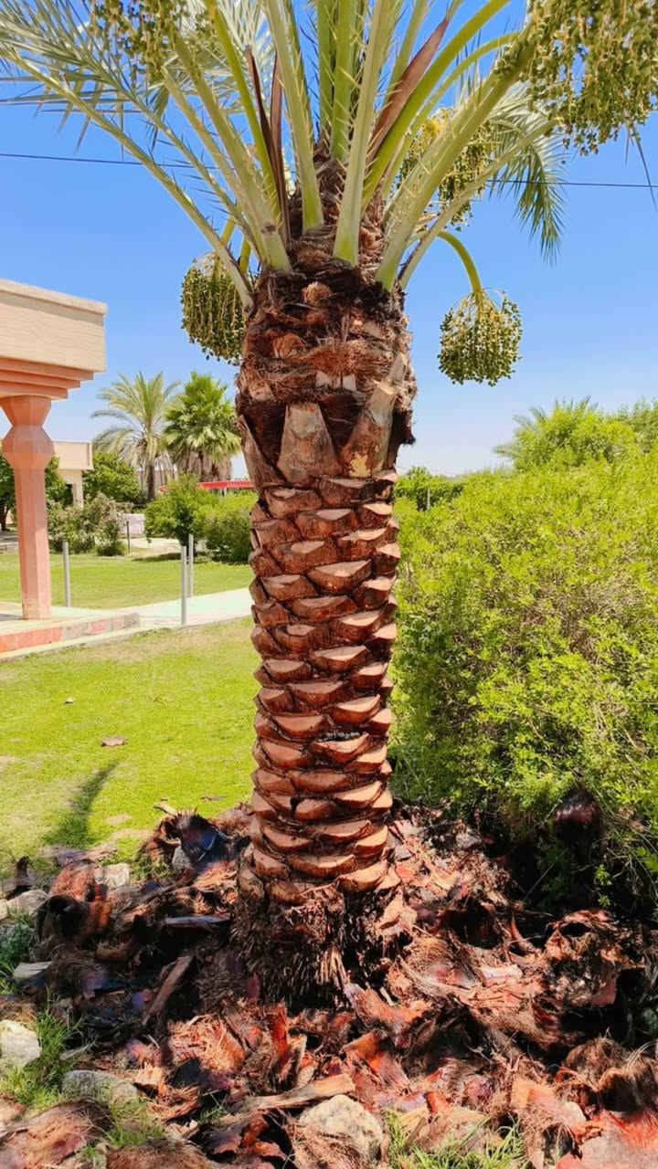 🌲🌿   كادر 🌴🌴

تكريب وتنظيف نخيل.

قلع فسائل بطريقة متقنه ومهنيه.

زراعة فسائل.

للتواصل:***********

#زراعة #نخيل #كركوك
