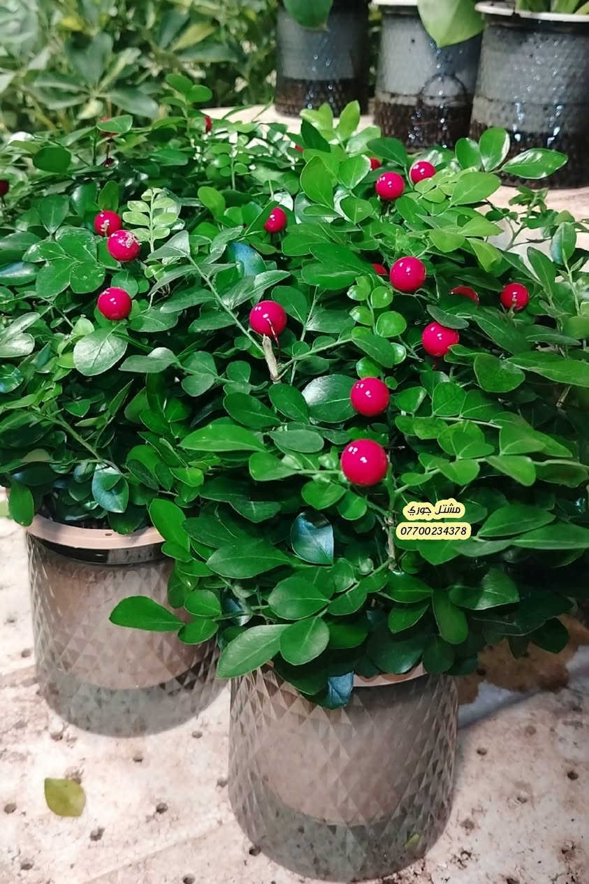 #على_بركة_الله_وتوفيقة 🌳🌳 
وصوله وجبة جديده نباتات مائيه 😍🌸 
 بأشكال مختلفة 👍♥️

مشتل جوري 🌳🌳

للأستفسار مراسلة الصفحة أو الاتصال على الرقم *********** + واتساب 

زورونا على عنواننا التالي 🍂🍂
صلاح الدين المجمع الدور السكني سوق الرابع
 مقابل مدرسة الريان // شارع قبل مدخل المدير العام👍🌳

نص مكتوب في الصور:
- مشاتل جوري ***********
- مشتل جوري ***********
- مشاتل جوري
- ***********
- مشتل جوري