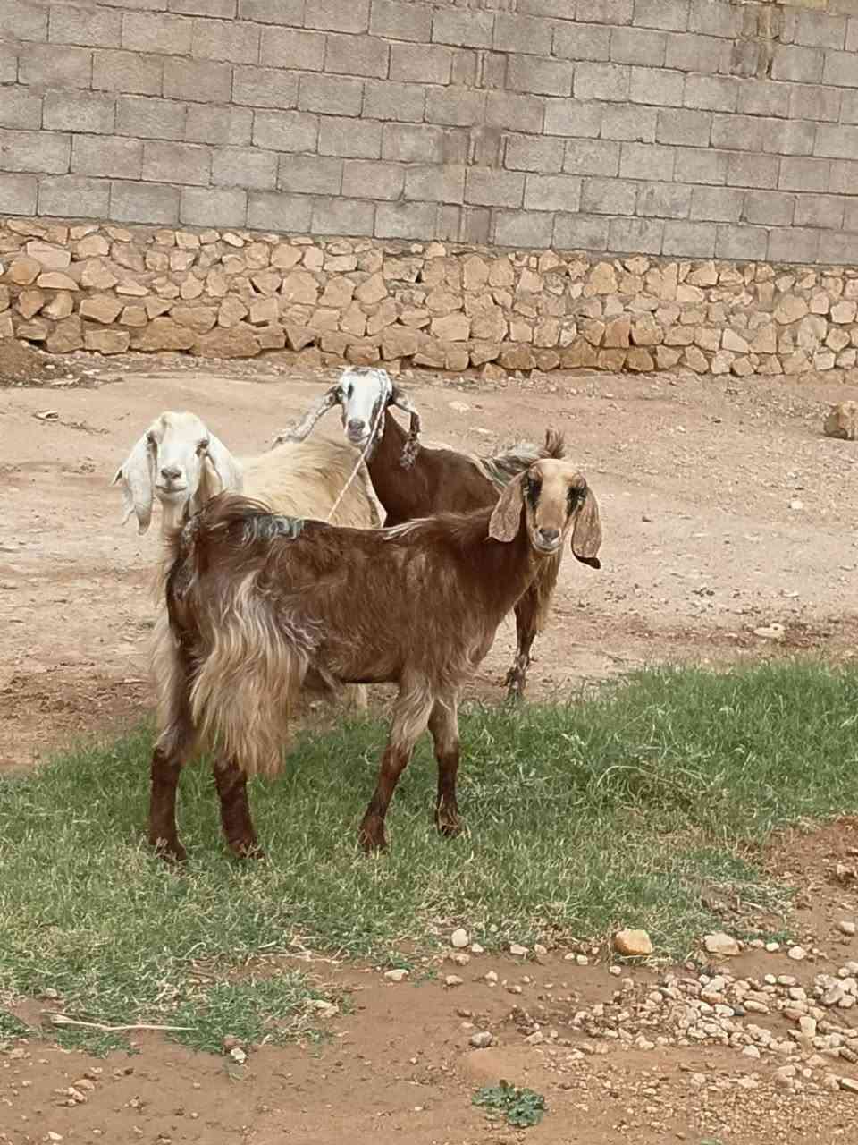 ٣ معزات • عشار شهر • كربله