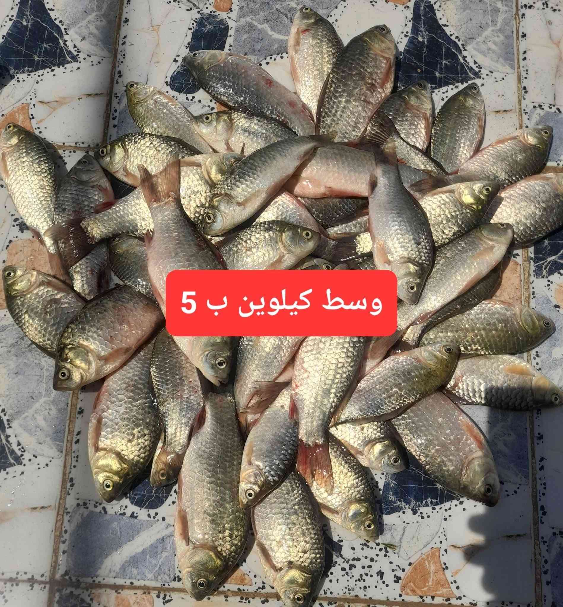 سمتي مال شط • حرش خشن • توصيل السماوه