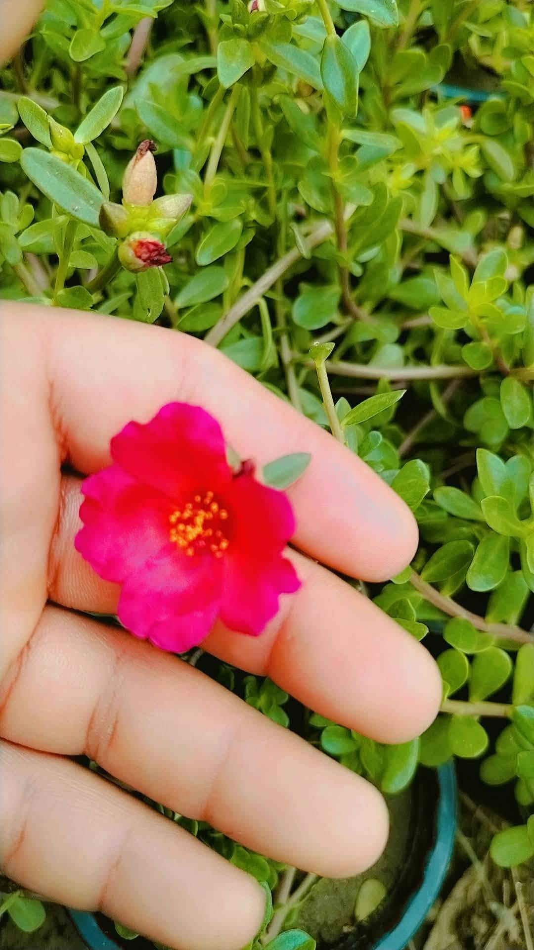 مشتل حسين مناف • ورود • أشجار