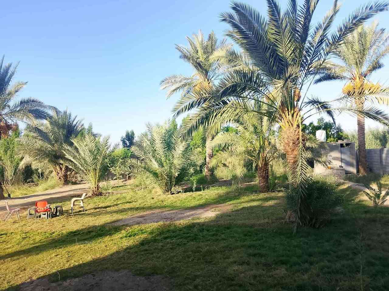 دونم وربع • ٢٥ نخلة مثمرة • بيت ٣٥٠م