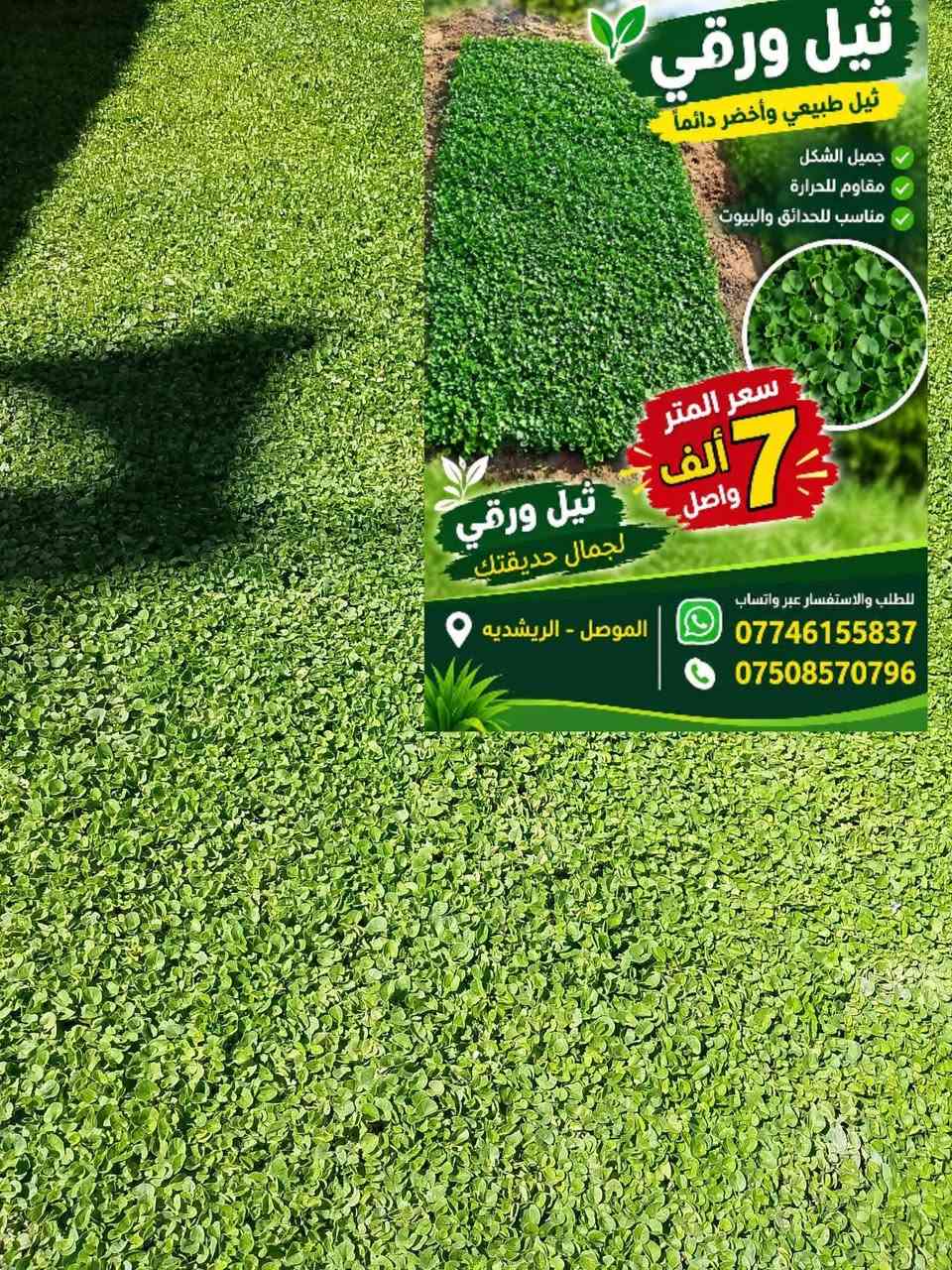 تم توفير الثيل ورقي ايطالي المتر 7 واصل باب البيت الحجز الاستفسار *********** بي واتساب ***********

نص مكتوب في الصور:
- ثيل ورقي ثيل طبيعي وأخضر دائماً جميل الشكل مقاوم للحرارة مناسب للحدائق والبيوت سعر المتر 7 ألف واصل ثيل ورقي لجمال حديقتك الموصل - الريشديه للطلب والاستفسار عبر واتساب *********** ***********
- ثيل ورقي ثيل طبيعي وأخضر دائماً جميل الشكل مقاوم للحرارة مناسب للحدائق والبيوت سعر المتر 7 ألف واصل ثيل ورقي لجمال حديقتك للطلب والاستفسار عبر واتساب *********** *********** الموصل - الرشيديه
- ثيل ورقي ثيل طبيعي وأخضر دائماً جميل الشكل مقاوم للحرارة مناسب للحدائق والبيوت سعر المتر 7 ألف واصل ثيل ورقي لجمال حديقتك الموصل - الريشديـه للطلب والاستفسار عبر واتساب *********** ***********
- ثيل ورقي ثيل طبيعي واخضر دائماً حسن الشكل مقاوم للحرارة مناسب الحدائق والبيوت سعر المتر 7 ألف واصل ثيل ورقي لجمال حديقتك الموصل - الرشيدية *********** ***********