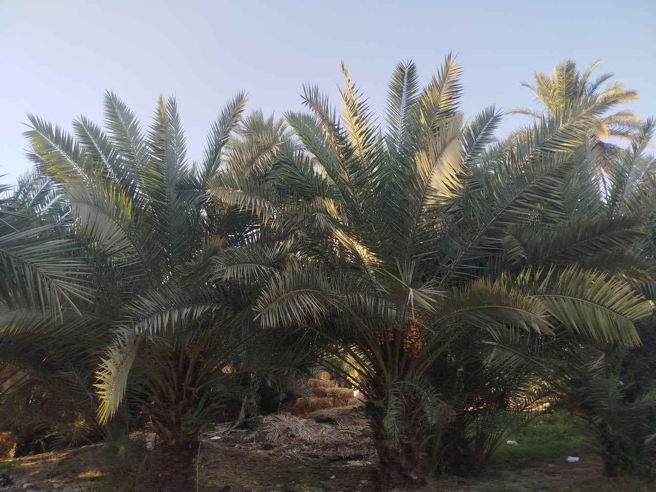 سلام عليكم ارض زراعيه للبيع في منطقه القزوينيه تبعد عن الكوفه 10 كيلو سبع دوانين تحتوي على ثلاث بيوت جاهزات للسكن موقعها على شط الفرات صنف العرض طابو زراعي سنه 25 الدونم 50 وبي مجال للشراي تحتوي على على 150 نخل بانواعه اتصال على الرقم ***********
‏‪***********‬‏
