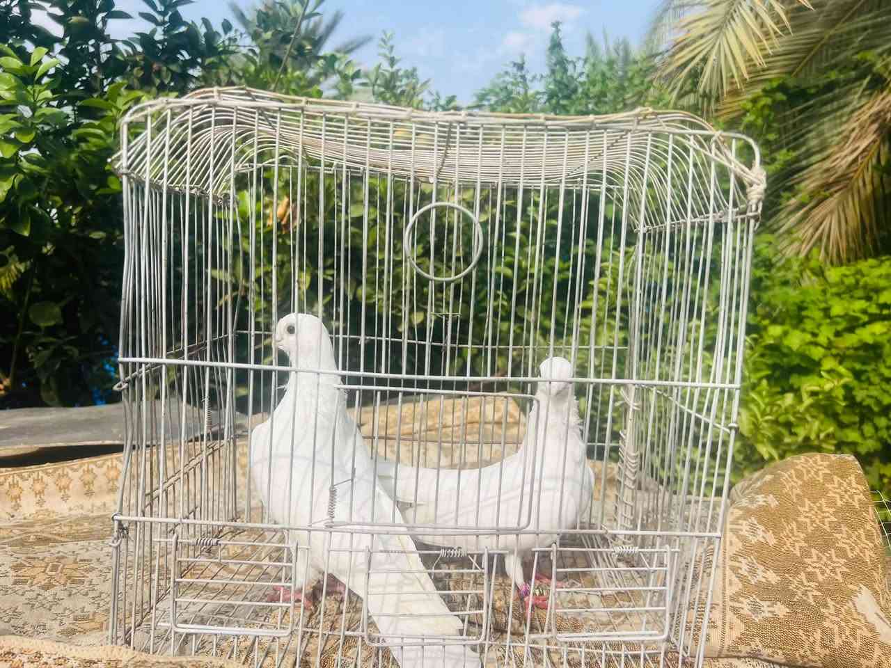 نضيفات • نشطات • تكريت