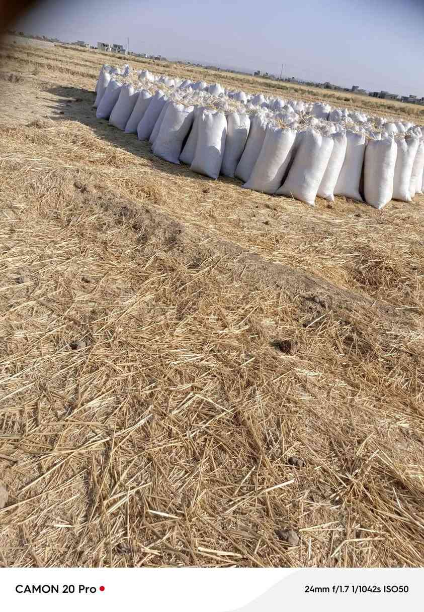اسلام عليكم يوجد تبن لل بيع مال دكاكه معبي كامل جياس حجم الجيس 55 العدد 420 جيس المكان الشرقاط الساحل الأيسر السفينه السعر اتصل ***********
