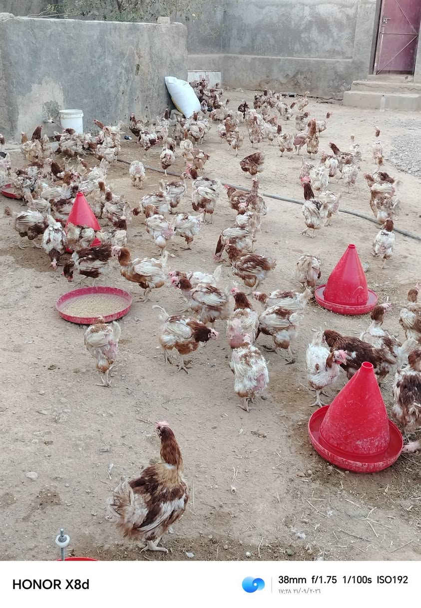 @إشارة دجاج احمر 
تريده بيض بياض
تريده لحم
اوزان/كيلوين كيلوين ونص
سعر دجاج 4000
العنوان حي امين و حي مؤمون 
التواصل***********

نص مكتوب في الصور:
- HONOR X8d 33mm f/1.75 1/100s ISO173 17:04 21/09/2026
- HONOR X8d 38mm f/1.75 1/100s ISO173 17:28 ٢١/٠٩/٢٠٢٦
- HONOR X8d 38mm f/1.75 1/100s ISO192 17:28 21/09/2026
- HONOR X8d 17mm f/2.2 1/216s ISO113 ١٧:٠٤ ٢١/٠٩/٢٠٢٦