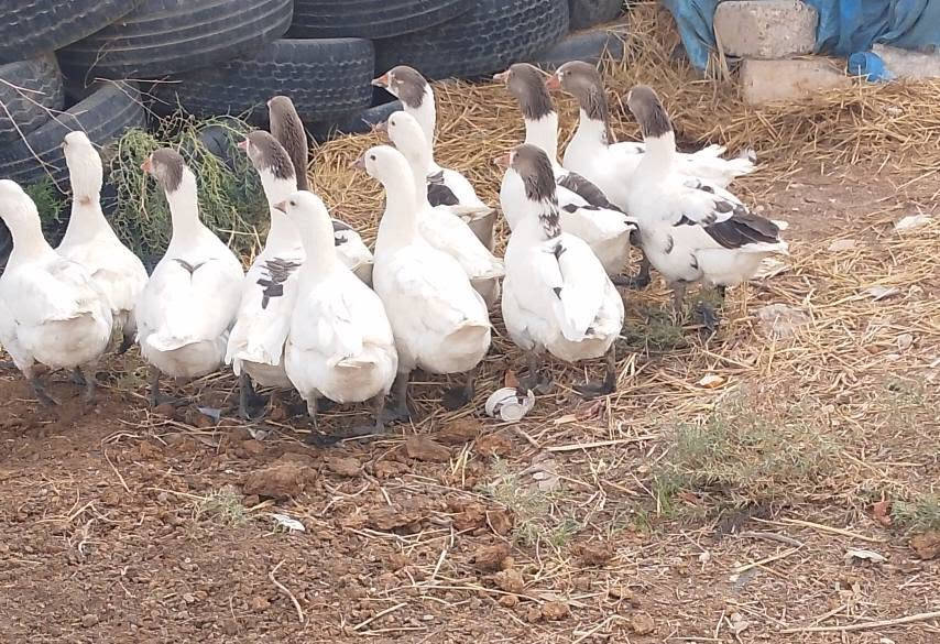 قاز نظيفه • درجه اولى • تريد مازونيا