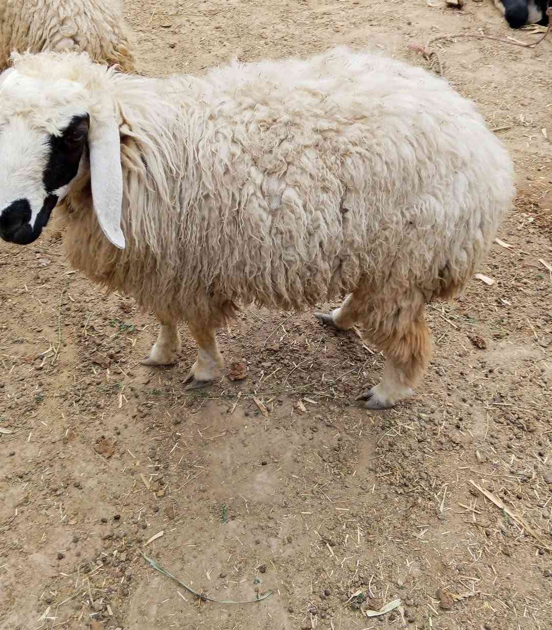 فطايما • للبيع • سعر