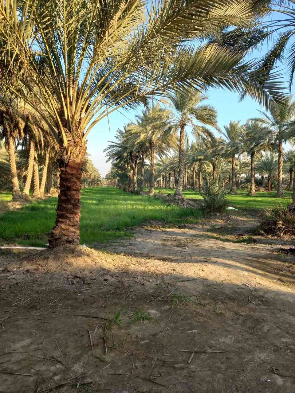 السلام عليكم 
بستان للبيع
المساحة 13 دونم طابو زراعي سند 25 باسمي تحويل مباشر
الموقع قضاء المحاويل قرية الشيتية
عدد النخيل اكثر من 400 اصناف منوعة شرسي خستاوي زهدي خضراوي بربن ديري
يبعد عن التبليط مسافة اقل كيلو 
ماء متوفر يحدها نهر من الامام والخلف
للاستفسار الاتصال على الرقم ***********
