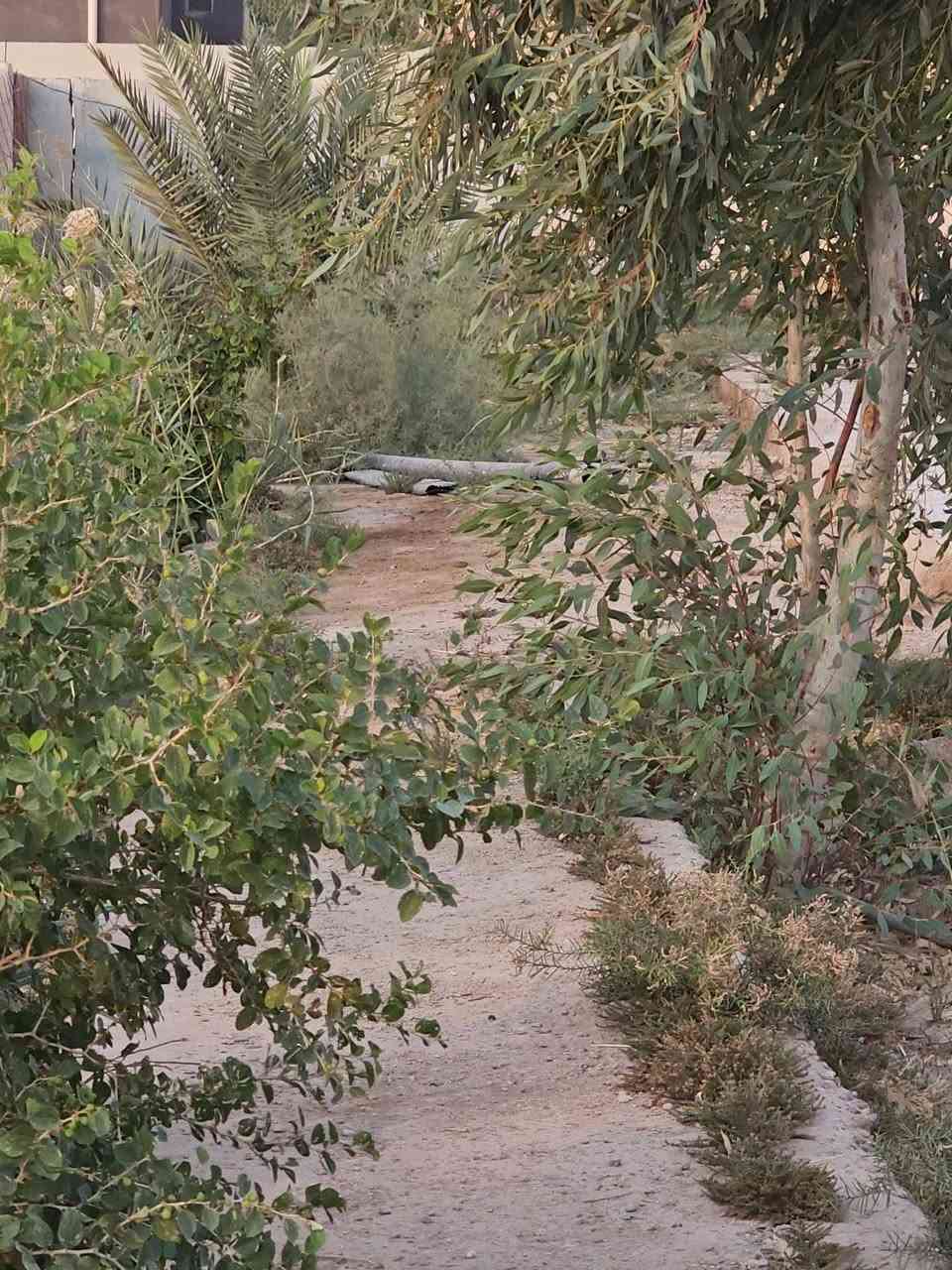 السلام عليكم ورحمة الله وبركاته
معروض لدينا مزرعه للبيع  الخميسات حي الزهور نزلة  بيت سيد محمد الغرابي. او مجمع السجاد. 

مزرعه ركن للبيع المساحه ثلاث دونم ونص مسيجه بناء بلوك ومع شريط بلاجكتور حول سيج المزرعه كماء يوجد دار 🏠 جاهز للسكن من الماء والكهرباء والمجاري منطقه سكنيه أمنه.  يوجد مدرستين قرب المزرعه.  يوجد اكثر ٤٥ نخله وفسيل.  بأنواع متعدد  منها المكتوم والبلكه. والكنطار والبريم.   وخظراوي.   وووو.     

يجود مولد امبيريه للمزرعه. 

المزرعه  تبعد عن الشارع الرئيسي ٣٥٠ متر. 

للاستفسار الاتصال ع الرقم. ***********

او مراجعة مكتب المدار الذهبي للعقار. حي الشهداء شارع جامعة العين
