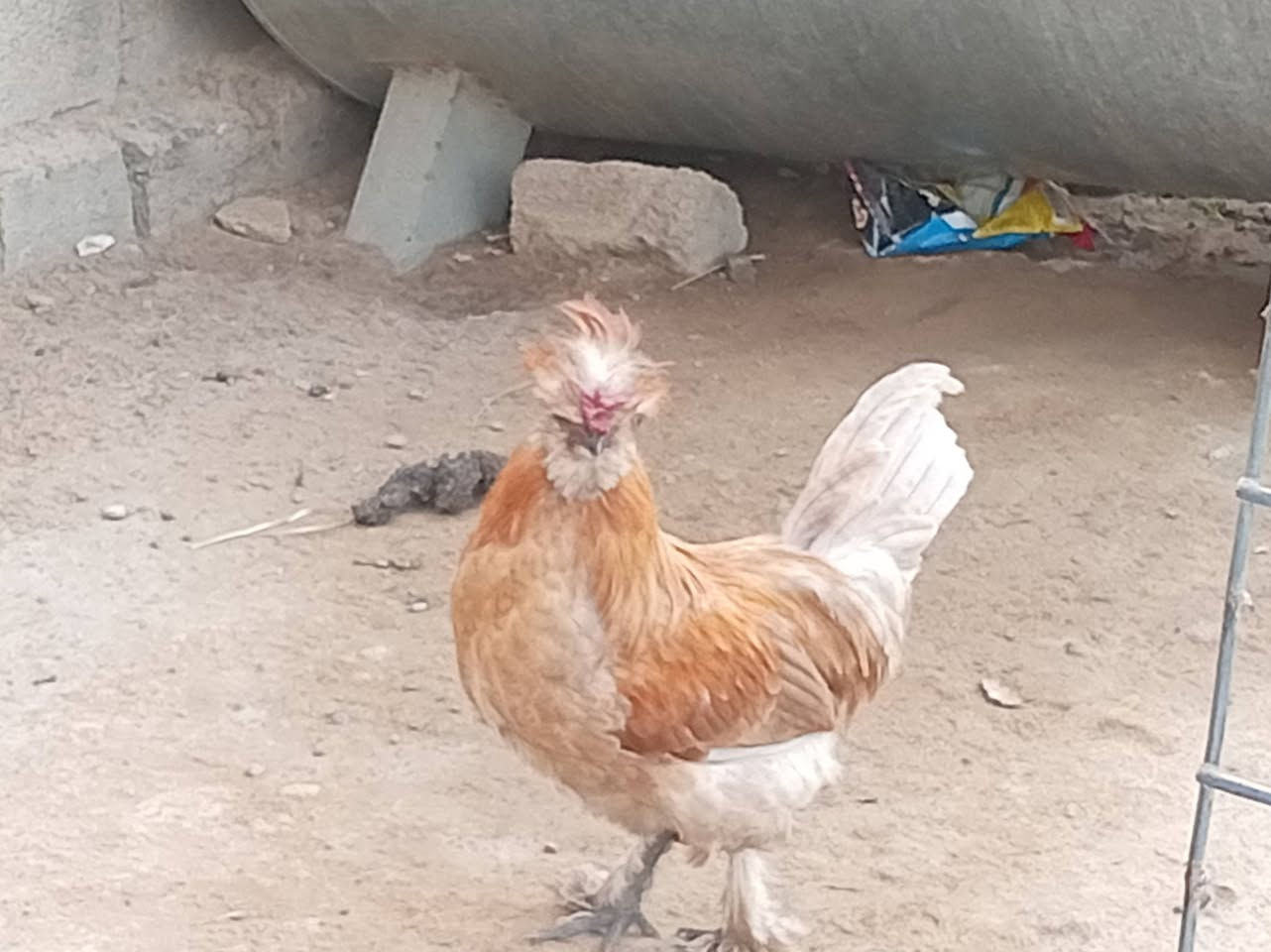 للبيع • ماعرف سعرو • العنوان بيجي