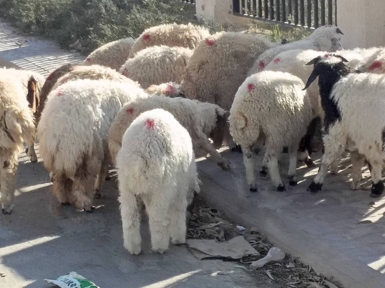 طليان ناصحات • ٢١ • حي العصري