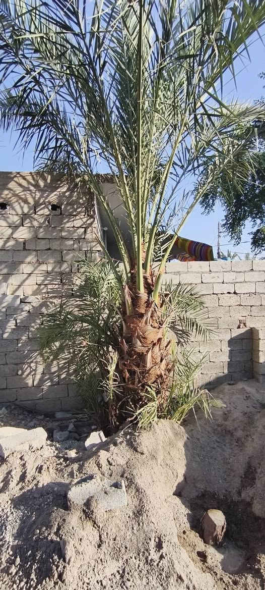 متوفر 2نخل خضراوي حمالات 
مع كل نخله جواها 15فسيله
***********
الموقع بعقوبه باب الدرب
