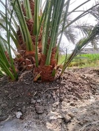 فسائل نخيل • برحي • مجهول